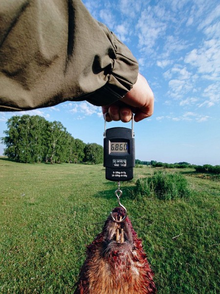 Открытие охоты на сурка с мелкашкой