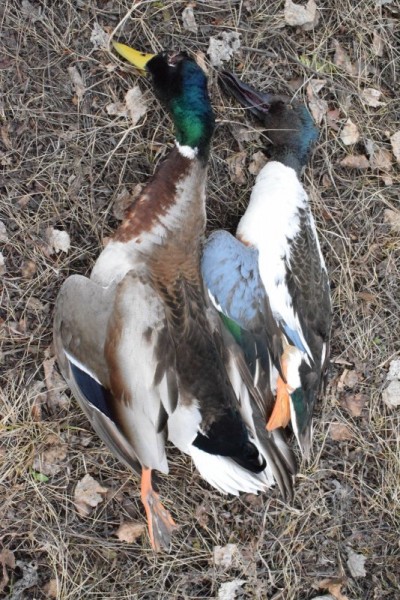 Пошла жара))) Пошла жара)))