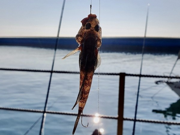 В любую погоду и при любом штормеВсе сочинские рыбаки, так же, как и рыбаки в Абхазии, очень сильно привязаны к погодным условиям. Действительно, основные места ловли – это горные реки и море. Когда на море шторм, там делать нечего. Причем, этот шторм может продолжаться неделю и больше. Когда идут дожди, а они обычно идут как на побережье, так и в горах одновременно, в реках очень сильно поднимается уровень воды и вода эта очень мутная. В любую погоду и при любом штормеВсе сочинские рыбаки, так же, как и рыбаки в Абхазии, очень сильно привязаны к погодным условиям. Действительно, основные места ловли – это горные реки и море. Когда на море шторм, там делать нечего. Причем, этот шторм может продолжаться неделю и больше. Когда идут дожди, а они обычно идут как на побережье, так и в горах одновременно, в реках очень сильно поднимается уровень воды и вода эта очень мутная.