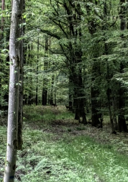 Сумасшедший май. Сумасшедший май.