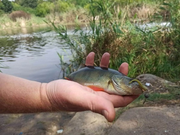 Ультралайт на лесном озере Ультралайт на лесном озере