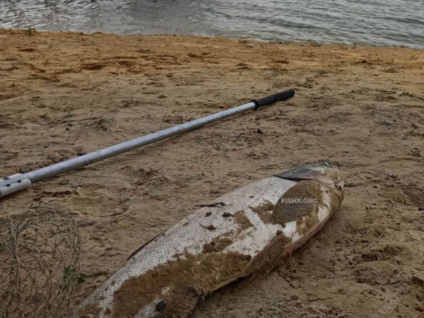 Трофеи на водохранилище Трофеи на водохранилище