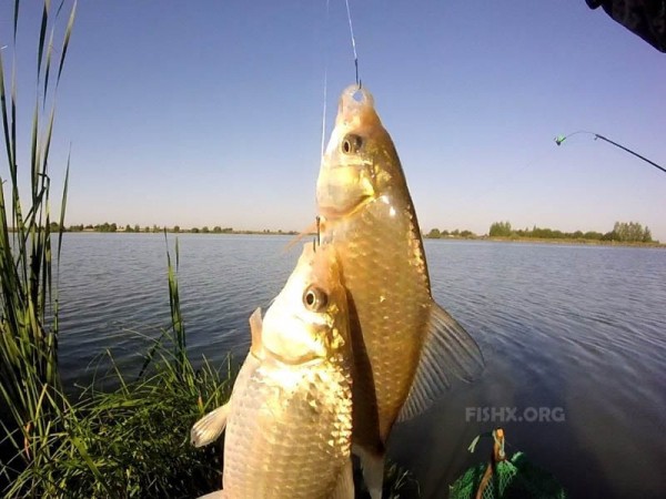 А ехал за живцом А ехал за живцом