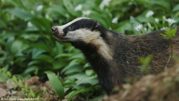 Лисы и барсуки: ритуал захоронения сородичей. Правда или миф?В Великобритании о лисах знают все. Или почти все. Лиса - животное с особенным прошлым на Туманном Альбионе, и как нигде подвержено исследовательcкой работе над ней. Барсуки встречаются гораздо реже, но интерес к ним тоже особенный