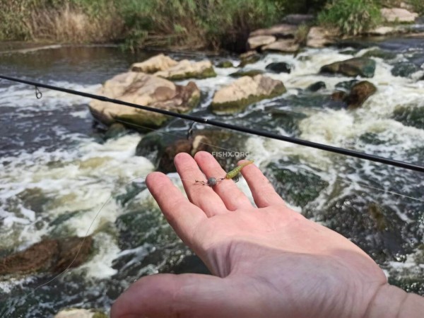 Ловля окуня на перекате