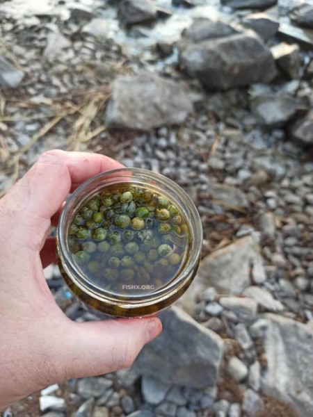 Горох для рыбалки – как приготовить горох для насадки Горох для рыбалки – как приготовить горох для насадки