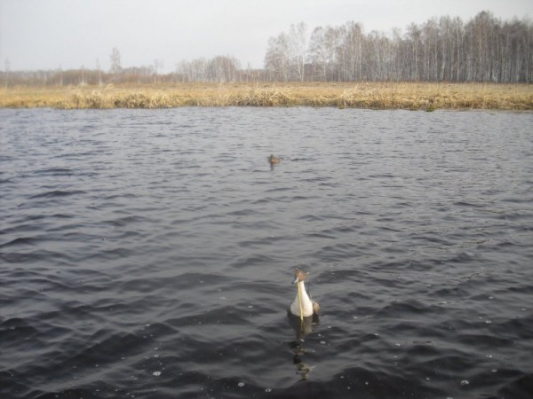 Хмурая весна или необычный сезон охоты.