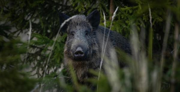 Кабанья охота изнутри Кабанья охота изнутри