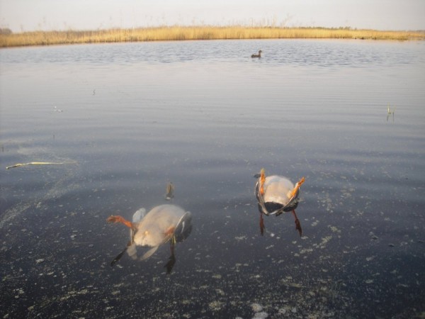 Хмурая весна или необычный сезон охоты.