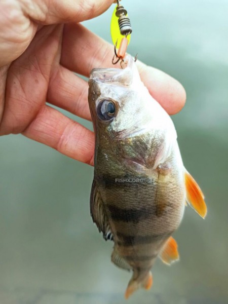 Ловля на блесну-вертушку Ловля на блесну-вертушку