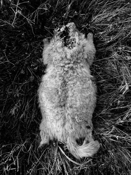 Охота на сурка: 710 метров