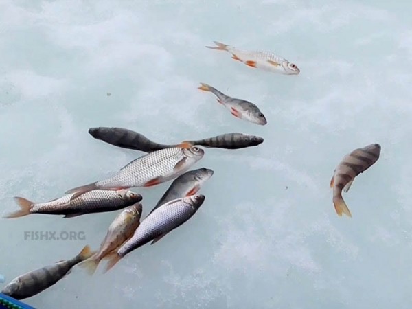 Отчёт о ловле плотвы на безмотылку Отчёт о ловле плотвы на безмотылку