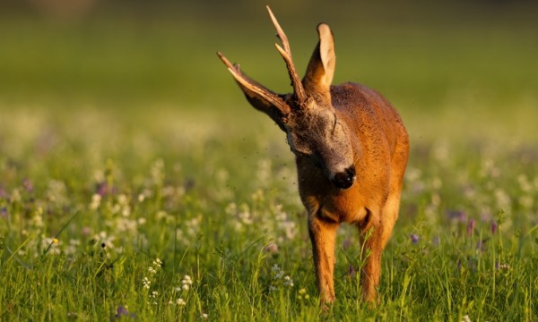 За косулей с манком За косулей с манком