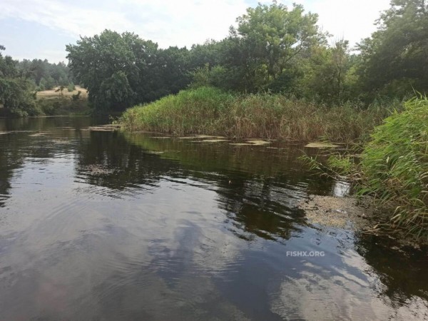 Покупались на реке и погоняли “микрушечного” окуня Покупались на реке и погоняли “микрушечного” окуня