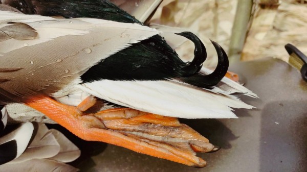 Первая утрянка весеннего сезона Первая утрянка весеннего сезона