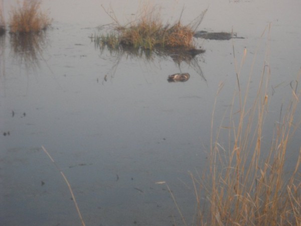 Хмурая весна или необычный сезон охоты.