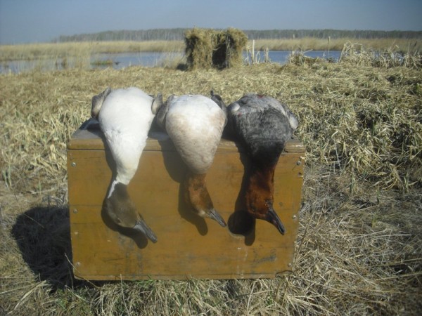 Хмурая весна или необычный сезон охоты.