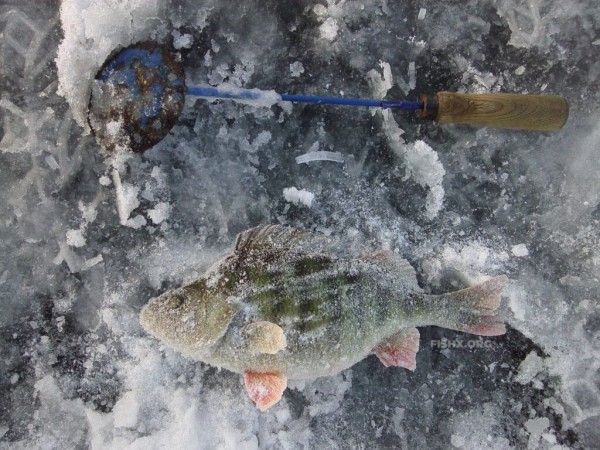 Ловля щуки жерлицами на бывшем колхозном пруду Ловля щуки жерлицами на бывшем колхозном пруду