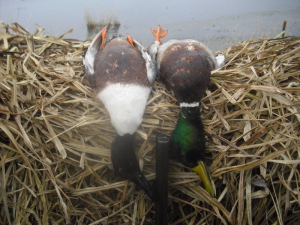 Хмурая весна или необычный сезон охоты.