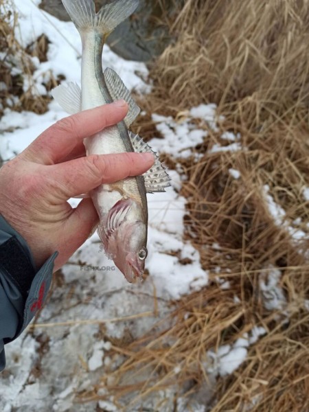 Прогулка со спиннингом по заснеженному берегу Прогулка со спиннингом по заснеженному берегу