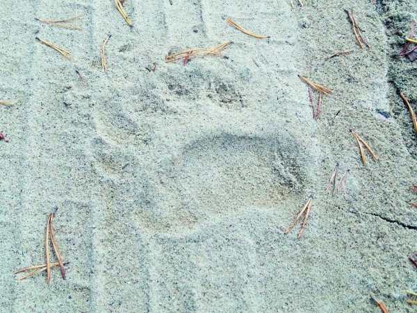 Кольский полуостров: чего нельзя пропустить летом 2023 годаУ тайги есть закон:
Ни к кому не ходить на поклон,
Только ей поклоняемся мы
От зимы до зимы.
А. Киреев Кольский полуостров: чего нельзя пропустить летом 2023 годаУ тайги есть закон:
Ни к кому не ходить на поклон,
Только ей поклоняемся мы
От зимы до зимы.
А. Киреев