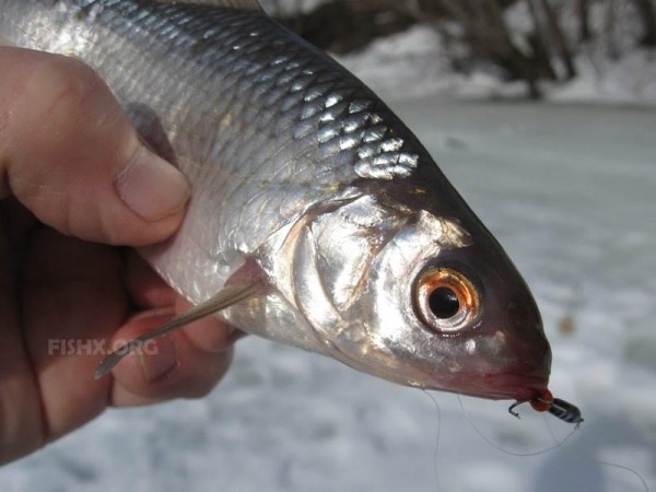 Отчёт о ловле плотвы на безмотылку Отчёт о ловле плотвы на безмотылку