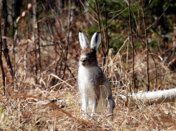 По глухарю. По глухарю.