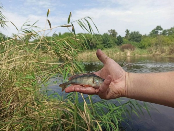 Ультралайт на лесном озере Ультралайт на лесном озере