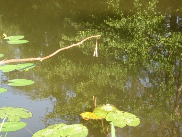 Уловистая и хитрая жерлица-рогулькаЭту снасть сейчас, наверное, знают немногие. Тем не менее она очень уловиста. И рыбалка с жерлицами бывает вполне увлекательна. Еще один большой плюс этой снасти, что она надежна. Без рыбы не останется любой рыболов, если хищник обитает в данном месте и есть живец. Причем, снасть ставная и позволяет заниматься любой спортивной рыбалкой для души, в то время как жерлица сама «ловит» хищника. Уловистая и хитрая жерлица-рогулькаЭту снасть сейчас, наверное, знают немногие. Тем не менее она очень уловиста. И рыбалка с жерлицами бывает вполне увлекательна. Еще один большой плюс этой снасти, что она надежна. Без рыбы не останется любой рыболов, если хищник обитает в данном месте и есть живец. Причем, снасть ставная и позволяет заниматься любой спортивной рыбалкой для души, в то время как жерлица сама «ловит» хищника.