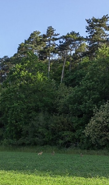 Сумасшедший май. Сумасшедший май.