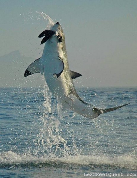 Акулы едят людей. Насколько морским хищникам интересен человекК несчастью для людей, почти любая акула может оказаться смертоносной - близко расположенные к коже кровеносные сосуды и хрупкое телосложение делают нас очень уязвимыми