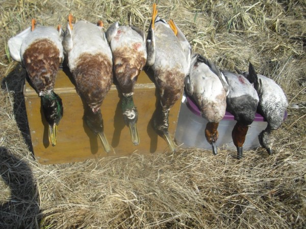 Хмурая весна или необычный сезон охоты.