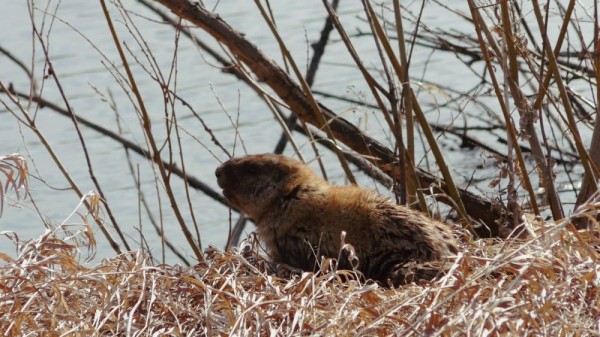 Вечер на тяге и тетеревиный ток Вечер на тяге и тетеревиный ток