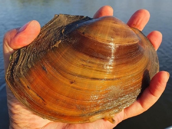 Три дня на ТрехречьеВ тех краях я не был 16 лет. Когда-то я на лодке с эхолотом изучил там все уголки. Для тех кто не в курсе, Трехречьем называют район Ахтубы ниже поселка Харабали, где речка делится на три протоки: Ахтуба, Мангут и Харабалык. Каждая протока по-своему уникальна. Повороты, ямы, плесы, коряжники. 