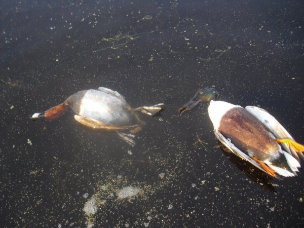 Хмурая весна или необычный сезон охоты.