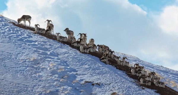 Охота как способ сохранения