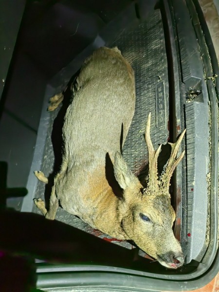 Охота за привидениями. Охота за привидениями.