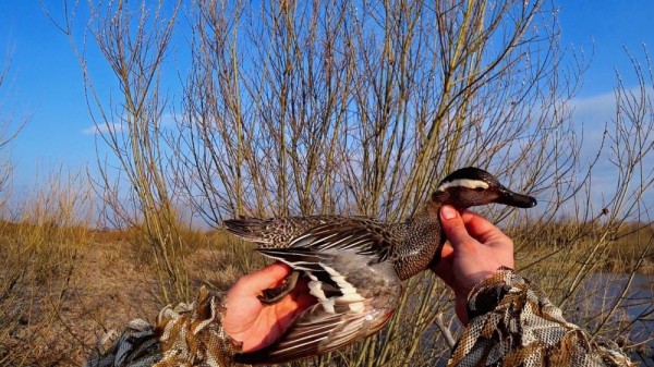 Хорошее утро! Хорошее утро!
