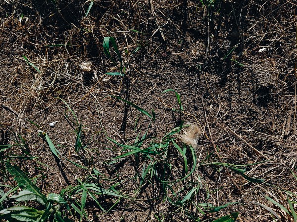 Открытие охоты на сурка с мелкашкой