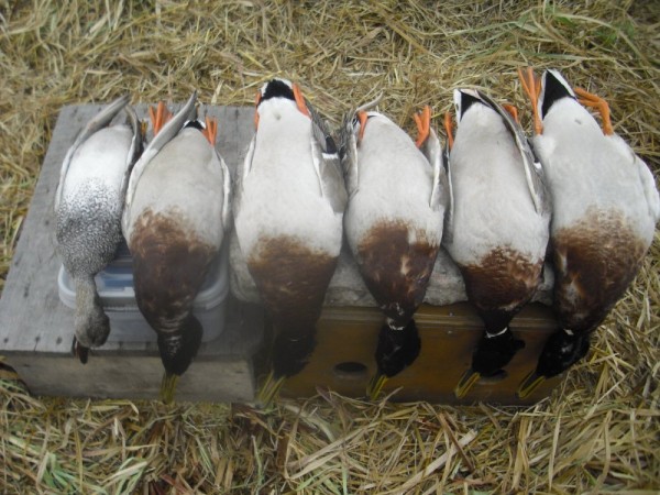 Хмурая весна или необычный сезон охоты.