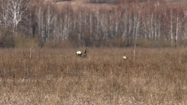 Вечер на тяге и тетеревиный ток Вечер на тяге и тетеревиный ток