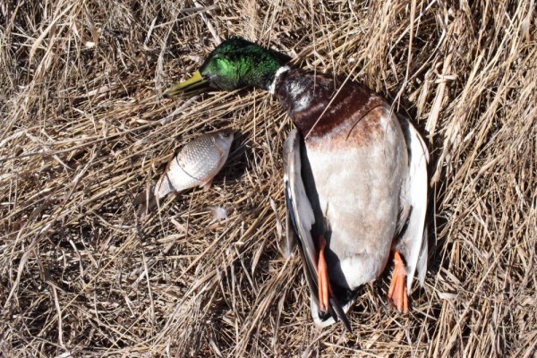 Вот и ледоход,ждём массу уток и гусей))) Вот и ледоход,ждём массу уток и гусей)))