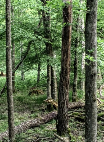 Сумасшедший май. Сумасшедший май.