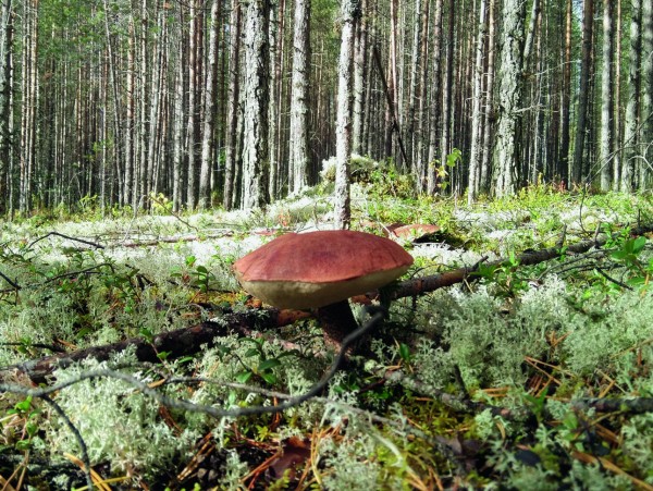 Кольский полуостров: чего нельзя пропустить летом 2023 годаУ тайги есть закон:
Ни к кому не ходить на поклон,
Только ей поклоняемся мы
От зимы до зимы.
А. Киреев Кольский полуостров: чего нельзя пропустить летом 2023 годаУ тайги есть закон:
Ни к кому не ходить на поклон,
Только ей поклоняемся мы
От зимы до зимы.
А. Киреев