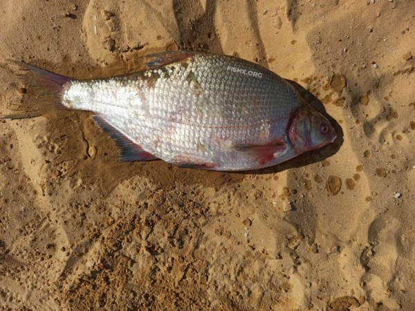 Трофеи на водохранилище Трофеи на водохранилище