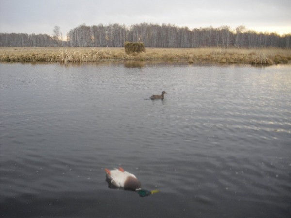Хмурая весна или необычный сезон охоты.