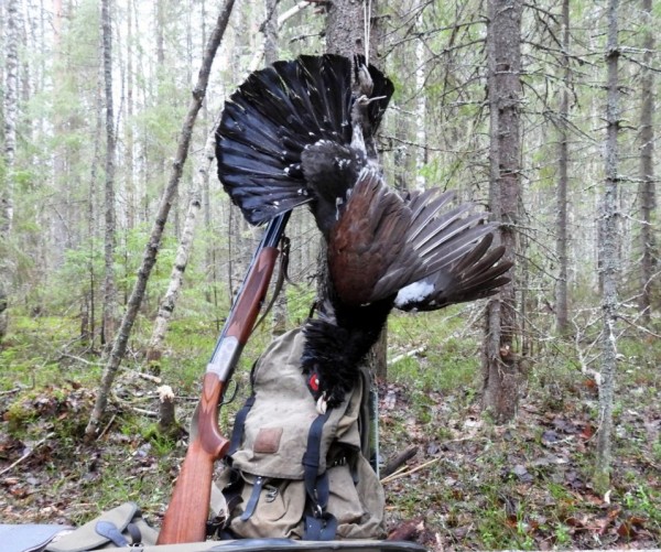 По глухарю. По глухарю.