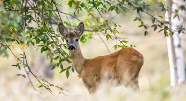За косулей с манком За косулей с манком
