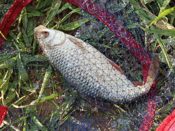 Люблю ловить плотву в жаруВ Москве опять прогнозируют побитие рекорда максимальной температуры воздуха. В такую погоду, казалось бы, следовало отказаться от попыток поймать рыбу, но кто же последует такому совету. Тот не рыболов, кто несмотря на запредельные температуры, ураганы, потопы и прочие катаклизмы нашего мира, откажется от попыток поймать свою рыбу. Люблю ловить плотву в жаруВ Москве опять прогнозируют побитие рекорда максимальной температуры воздуха. В такую погоду, казалось бы, следовало отказаться от попыток поймать рыбу, но кто же последует такому совету. Тот не рыболов, кто несмотря на запредельные температуры, ураганы, потопы и прочие катаклизмы нашего мира, откажется от попыток поймать свою рыбу.