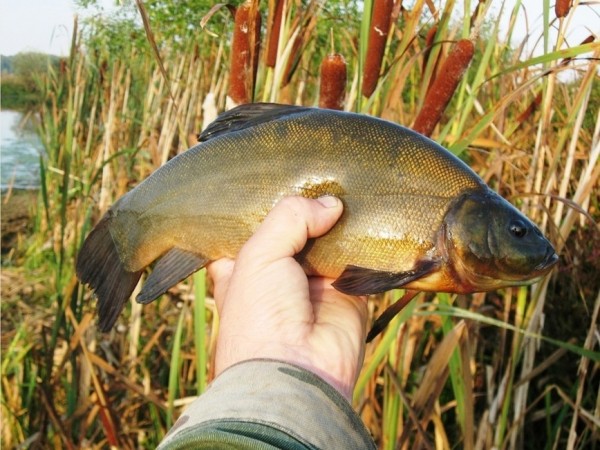 Ночные лини купаются в лунном светеВ этом пруду линь ловится периодами, как, впрочем, наверное, в большинстве прудов и озёр средней полосы России. Капризная рыба и чуткая к переменам сезонных изменений и погоды, упрямая и красивая рыба, одинокая в своей тинистой и камышовой жизни, обособленной в глухих заливах, сплошь заросших белой кувшинкой и роголистником. Эти белые кувшинки-лилии обычно растут в более глубоких местах, чем жёлтые кувшинки, которые попросту зовутся кубышками. И линь здесь держится, что видно по качающейся траве, но почему-то клюёт не всегда. 